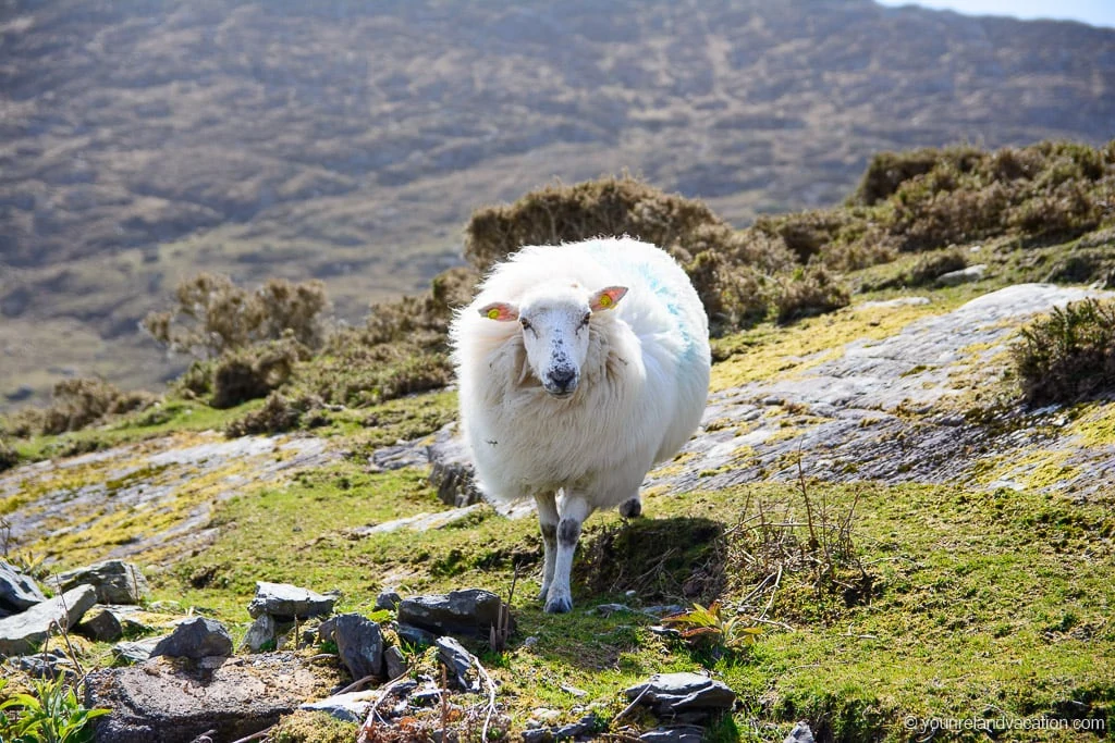 Ring of Beara